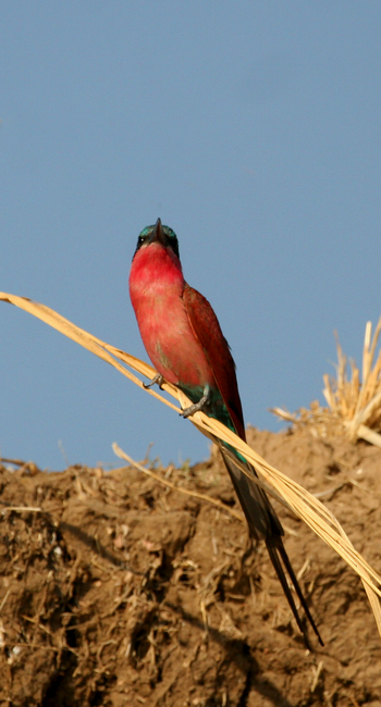 Shenton Safaris: Carmine Bee-Eater Hide