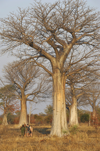 Shenton Safaris: Walking Safari