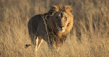 Shinde Footsteps Shinde Footsteps: Männlicher Löwe