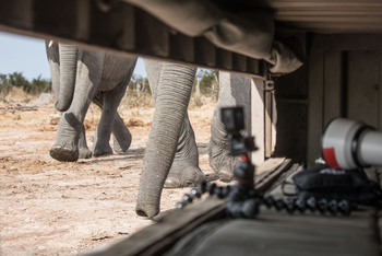 Skybeds: Elefantenbeine