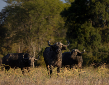 Sungani Lodge Sungani Lodge: Büffel