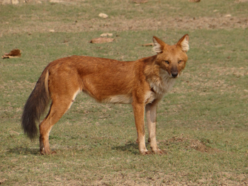Tathastu Resort Pench: Dhole