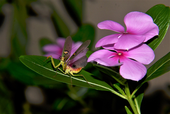 Tathastu Resort Satpura: Praying Mantis