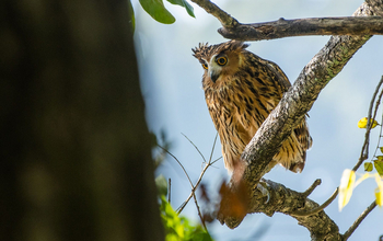 Vanghat: Tawny Fish Owl