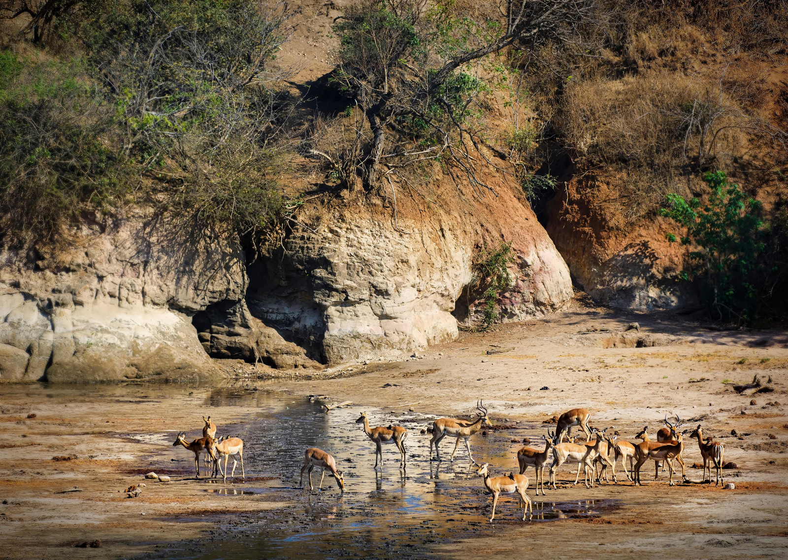 Vundu Camp Vundu Camp: Impalas an den Chitake Springs