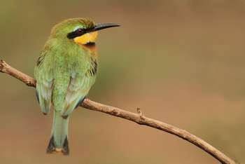 andBeyond Sandibe Okavango Safari Lodge: Little Bee-Eater