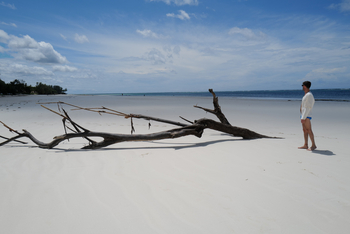 Alfajiri Villas Alfajiri Villas: Treibholz an weißem Sandstrand