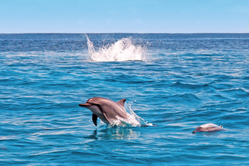 Alphonse Island Lodge: Springende Delfine