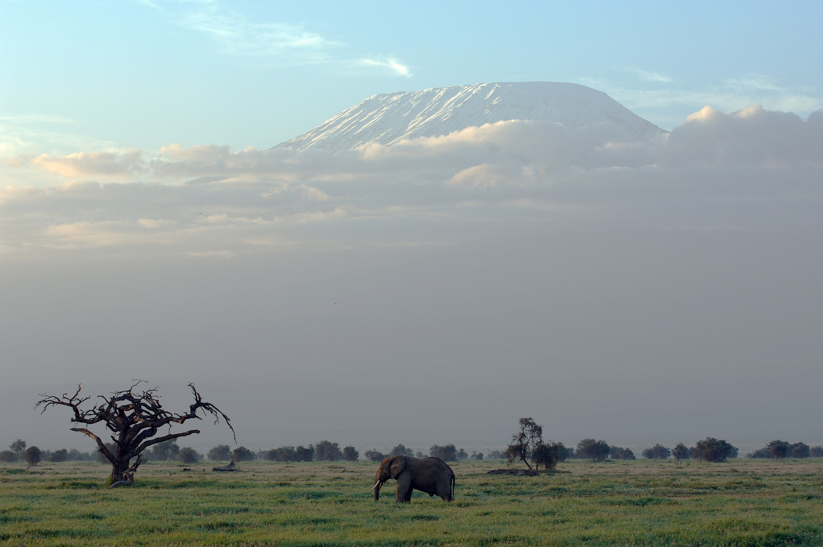 Amboseli Serena Safari Lodge Amboseli Serena Safari Lodge: Elefant vor dem Kilimanjaro