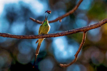 Bamboo Forest Safari Lodge: Bee-eater