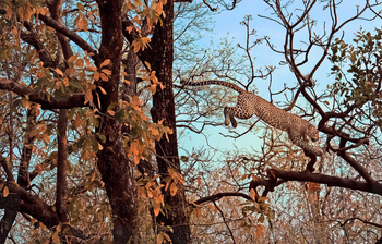 Bamboo Forest Safari Lodge: Leopard im Sprung