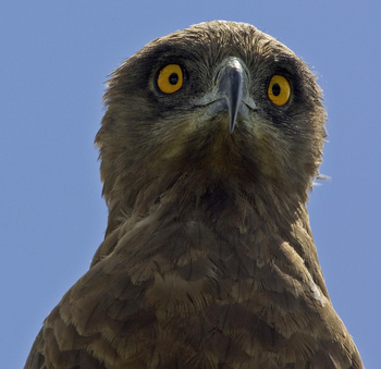 Bushcamp Company: Snake Eagle