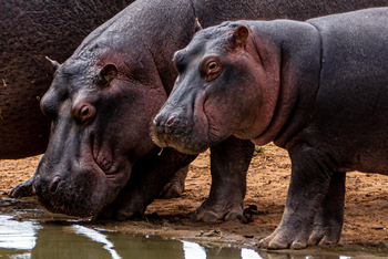 Campi ya Kanzi: Nilpferde