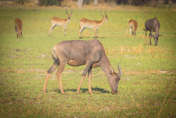 Chief's Island: Tsessebe