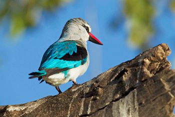 Chobe Savanna Lodge: Woodland Kingfisher