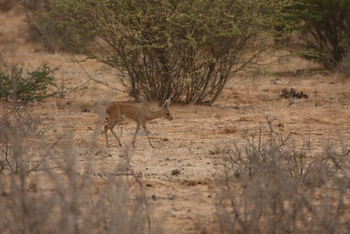Dolomite Camp: Steenbuck