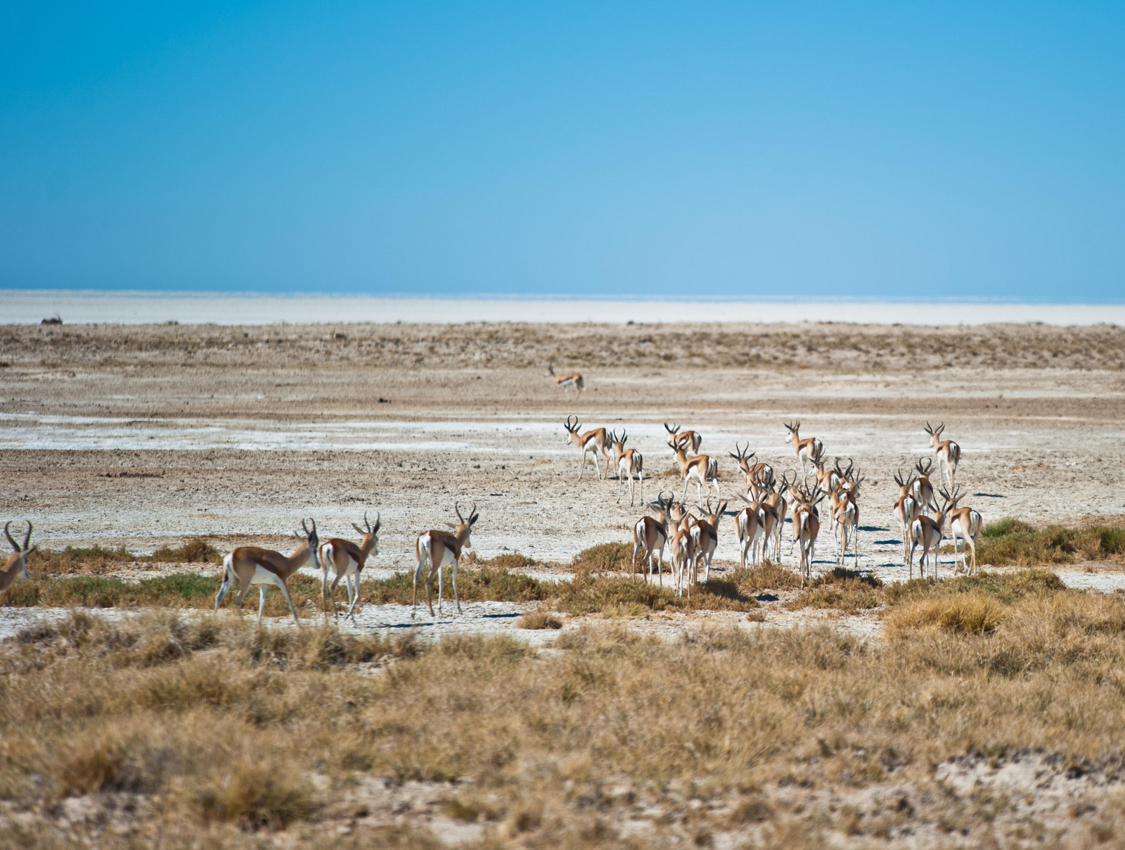 Etosha Safari Camp Etosha Safari Camp: Springbockherde