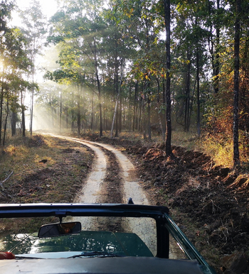 Forsyth Lodge Forsyth Lodge: Piste im Satpura National Park