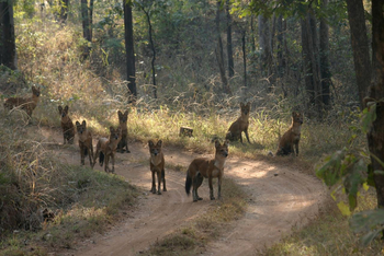 Forsyth Lodge Forsyth Lodge: Rudel von indischen Wildhunden