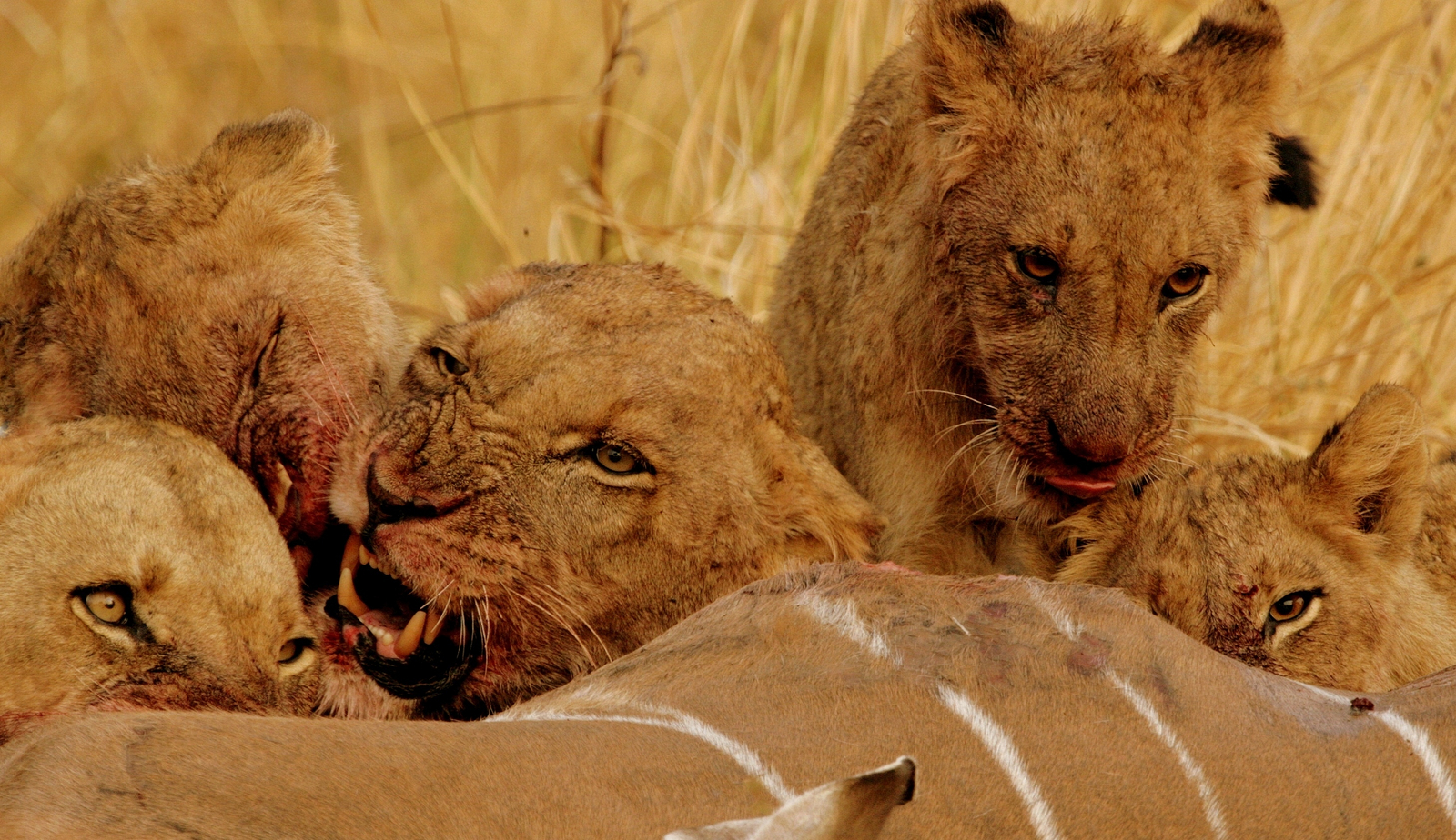 Goliath Tented Camp Goliath Tented Camp: Löwen über Kudu-Beute