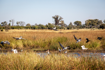 Gomoti Plains Camp: Tiere und Landschaft