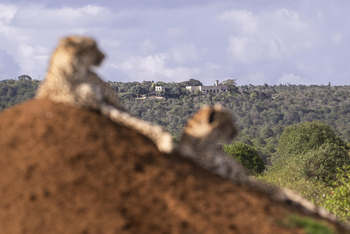 Governors' Mugie: Geparden und Lodge