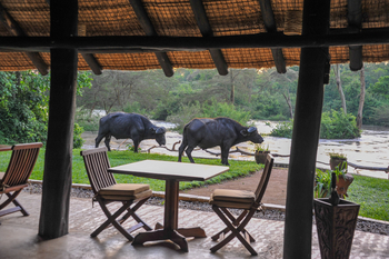 Ishasha Wilderness Camp: Büffel vor dem Camp