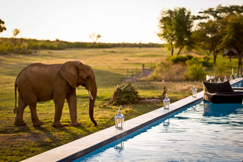Jamala Madikwe: Elefant neben Pool bei goldenem Licht