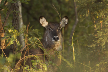 KaingU Safari Lodge: Defassa-Wasserbock