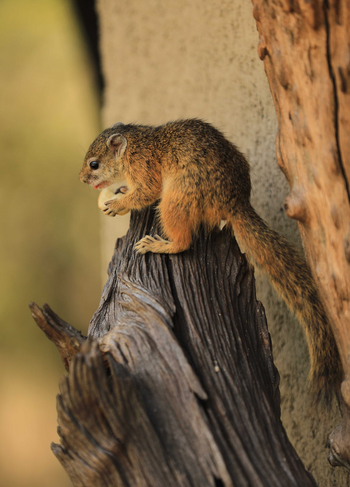 Kavinga Safari Camp: Baumhörnchen