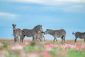King Lewanika Lodge: Zebras