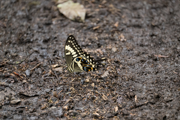 Koroi Forest Camp: Schmetterling