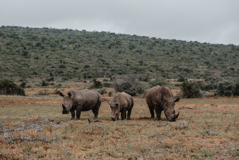 Kwandwe Private Game Reserve: Breitmaulnashörner