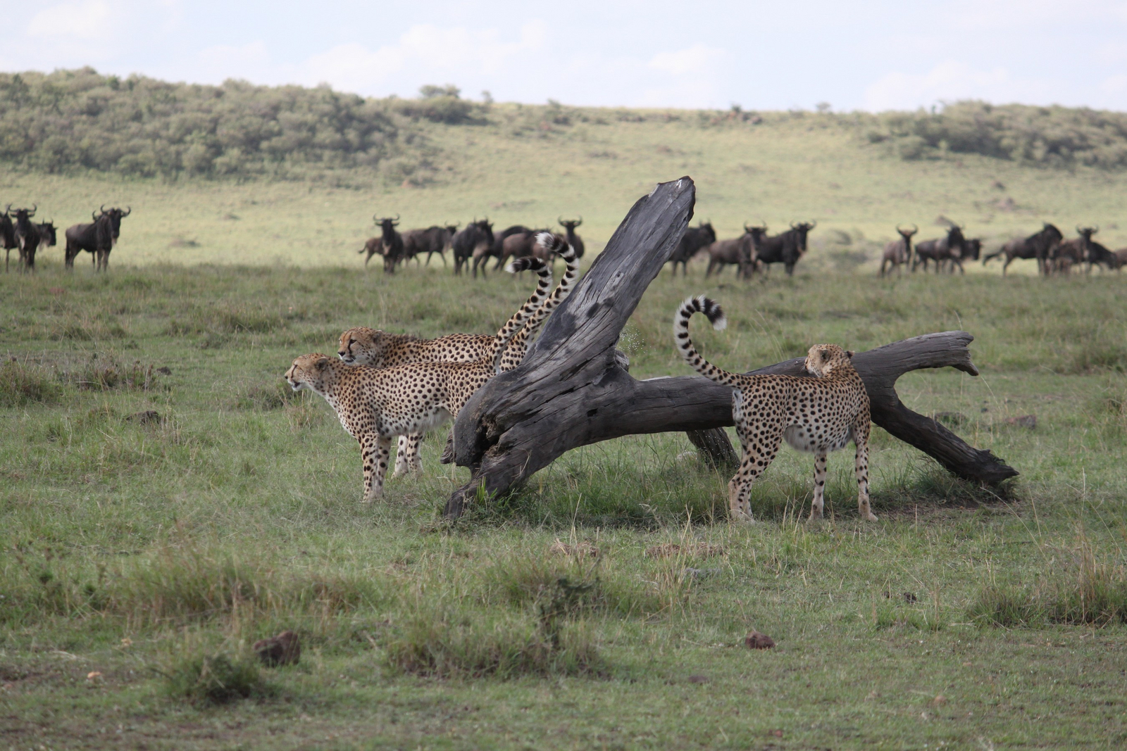 Mara Ngenche Safari Camp Mara Ngenche Safari Camp: Leoparden an einem Baumstamm