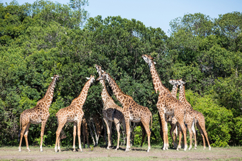 Mara Toto Tree Camp: Browsing Giraffes