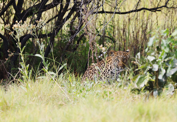 Mokolwane Camp: Leopard im Gras