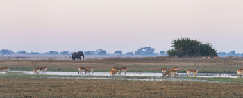 Mukambi Busanga Plains Camp: Antilopen und Elefant