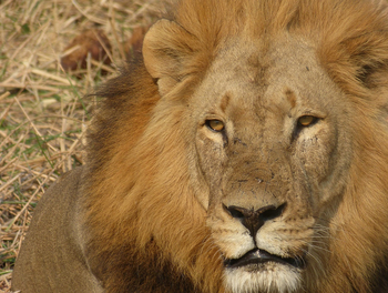 Nogatsaa Pans Chobe Lodge: Löwengesicht