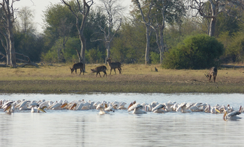 Nogatsaa Pans Chobe Lodge: Pelikane und Wasserböcke