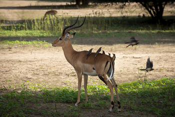 Nyamatusi Camp Nyamatusi Camp: Impala mit Madenhacker