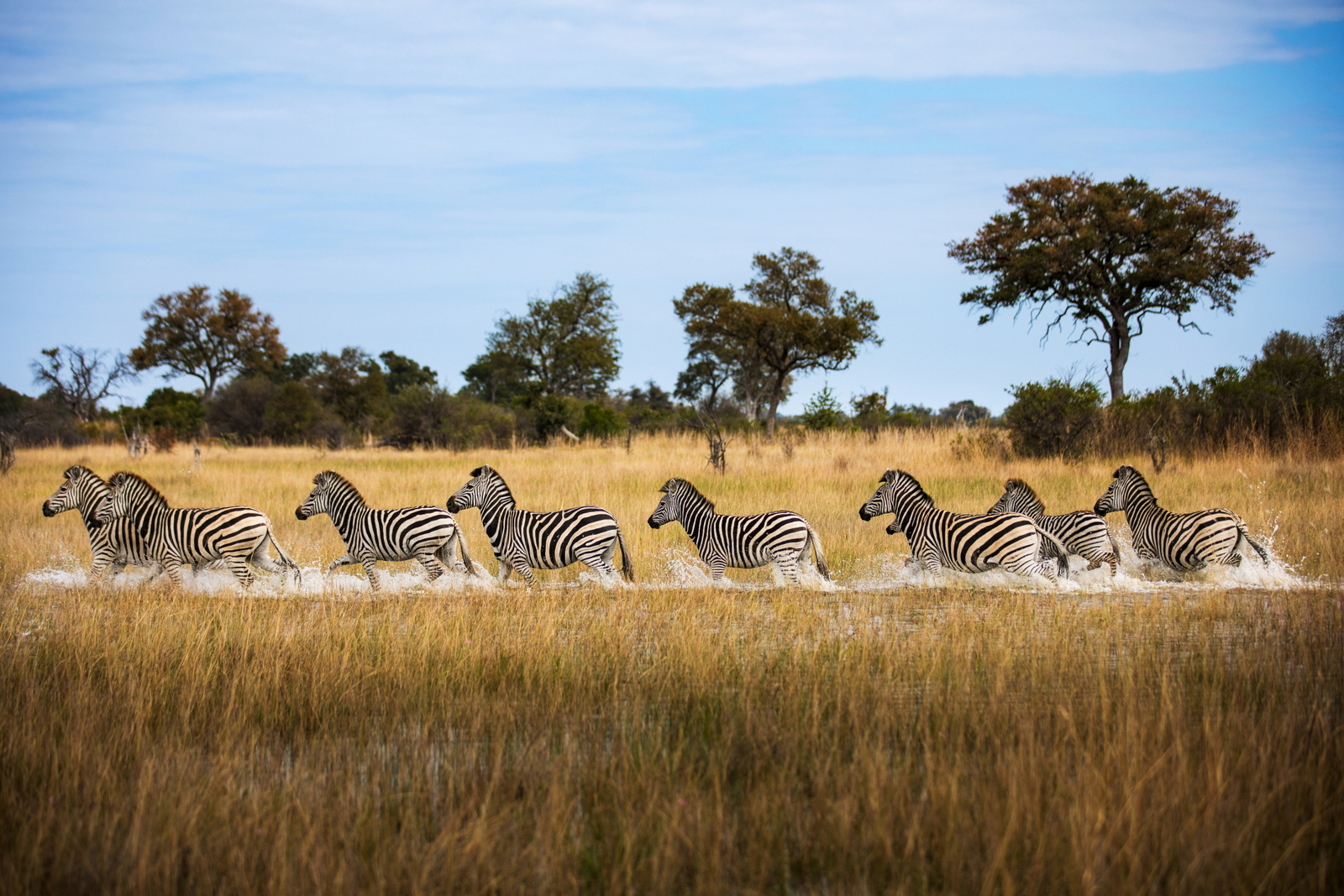 Okavango Explorers Camp Okavango Explorers Camp: Zebras