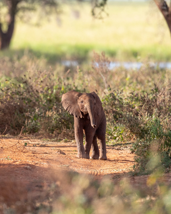 Oliver's Camp: Baby Elephant