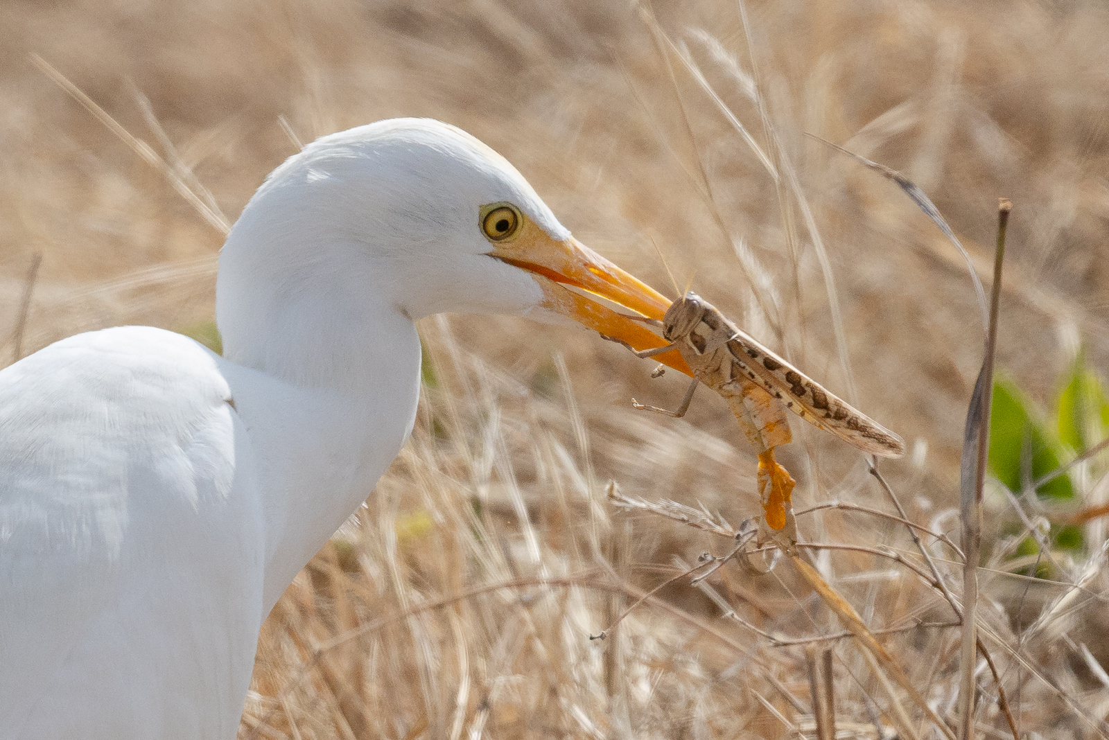 Olkeri Camp Olkeri Camp: Kuhreiher mit Heuschrecke