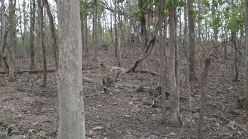 Pench Jungle Camp: Tiger im lichten Wald