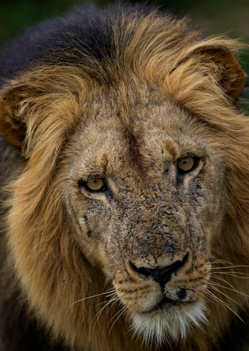 Royal Zambezi Lodge: Löwenkopf