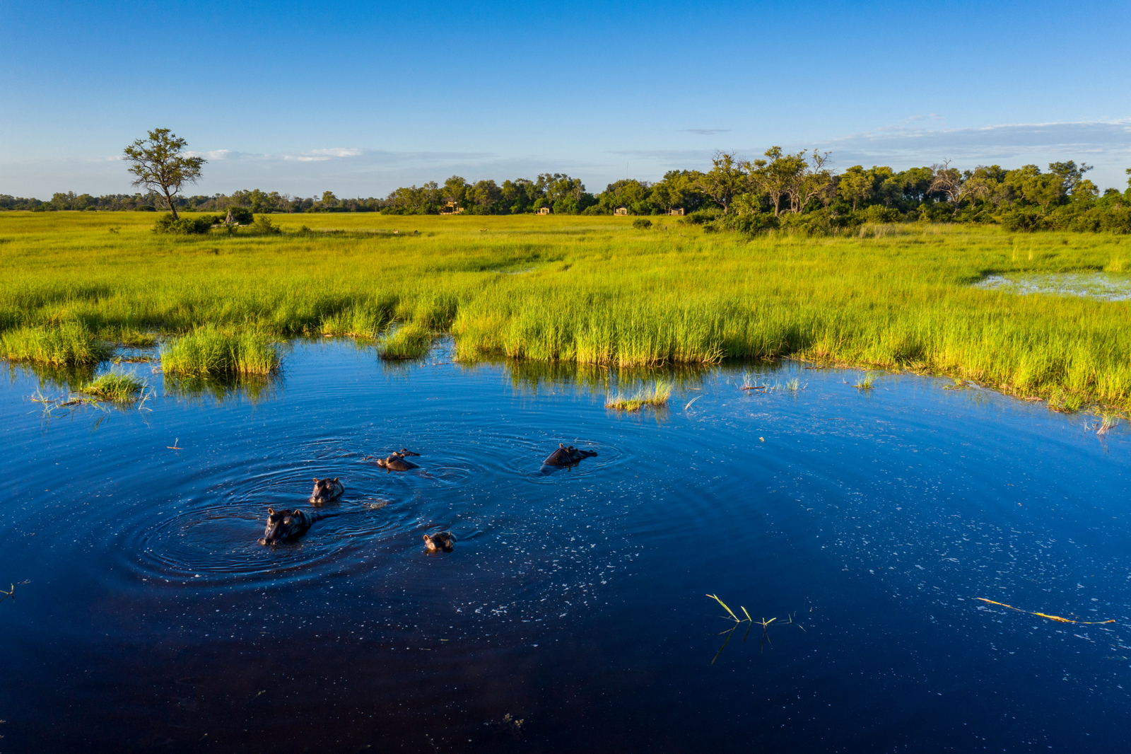 Sable Alley Camp Sable Alley Camp: Nilpferdgruppe
