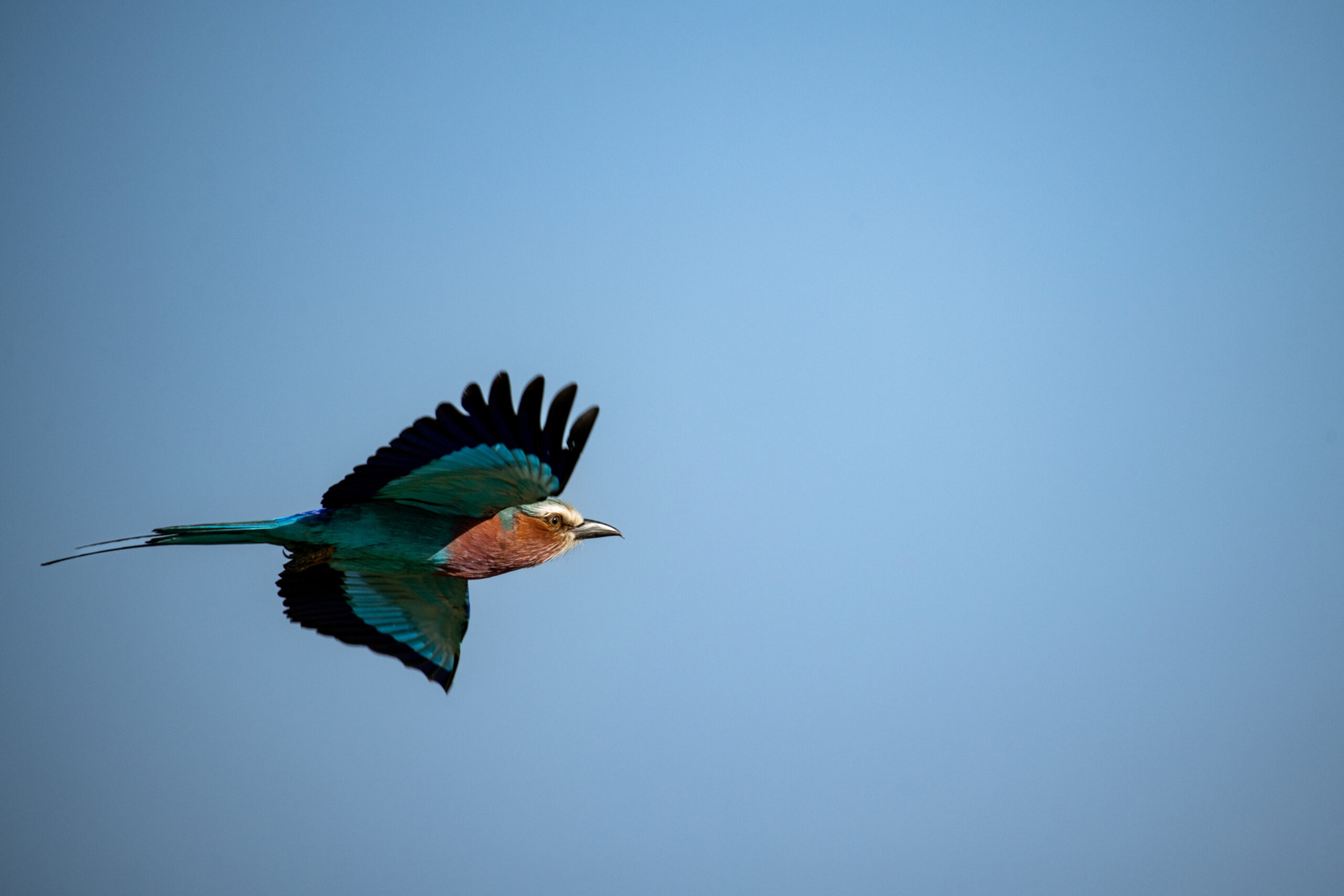 Serengeti Kati Kati Tented Camp Serengeti Kati Kati Tented Camp: Lilac-breasted Roller
