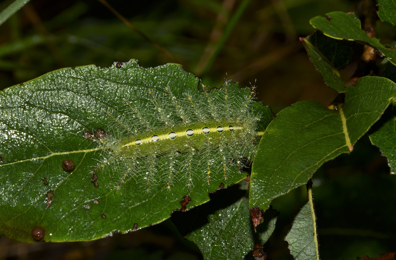 Tathastu Resort Satpura Tathastu Resort Satpura: Baronet Caterpillar