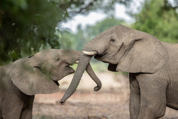 Time + Tide South Luangwa: Elefantenkinder