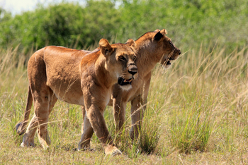 Volcanoes Kyambura Gorge Lodge: Löwen